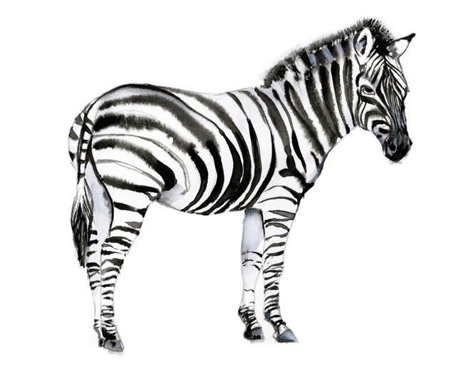 Standing Zebra I