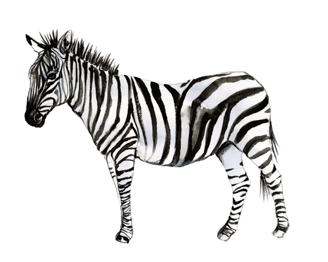 Standing Zebra II