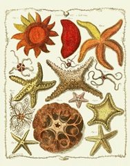 Starfish and Sea Urchins a
