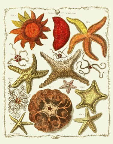 Starfish and Sea Urchins a