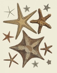 Starfish Collection 1
