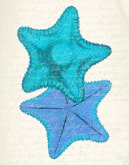 Starfish in Shades of Blue b
