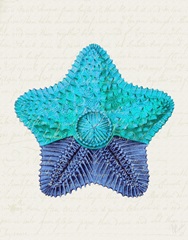 Starfish in Shades of Blue c