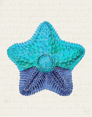 Starfish in Shades of Blue c
