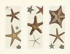 Starfish Print on 3 Panels
