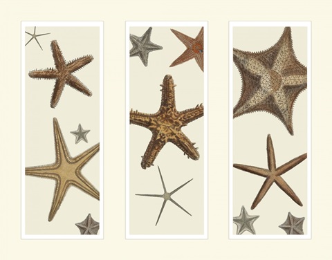 Starfish Print on 3 Panels
