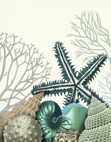 Starfish Under the Sea