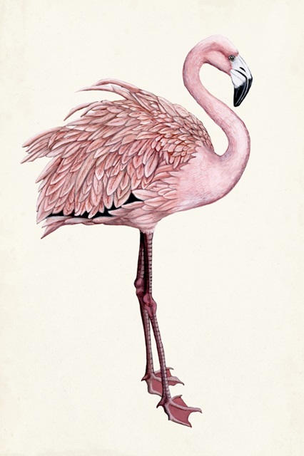 Striking Flamingo I