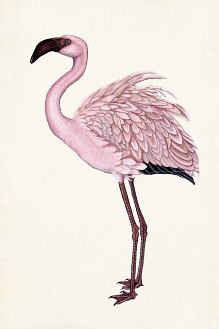Striking Flamingo II