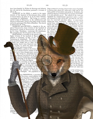 The Bounder Fox Print