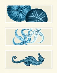 Three Panel Print Sea Urchin Starfish and Seahorse in Blue