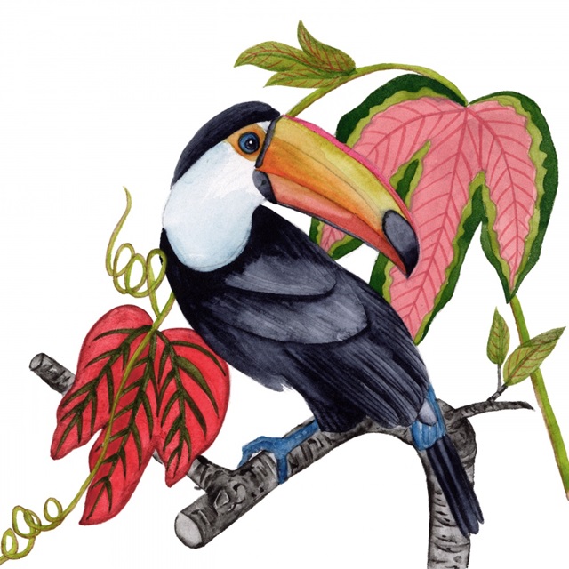 Toco Toucan I