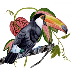Toco Toucan II