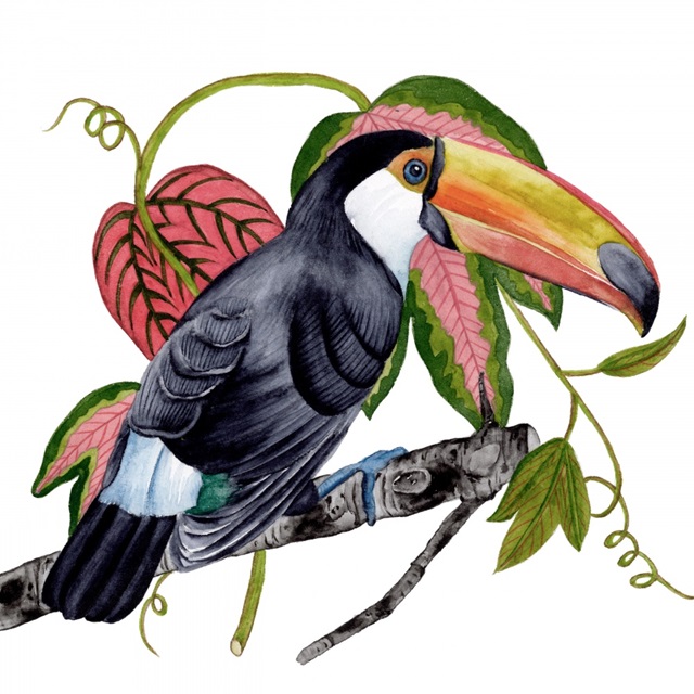 Toco Toucan II