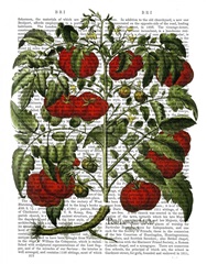 Tomato Plant