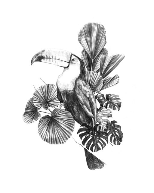 Toucan Toile I