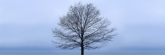 Tree Panorama VI