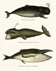 Trio of Vintage Whales