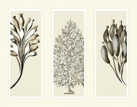 Trio Sea Sponges on 3 Panels