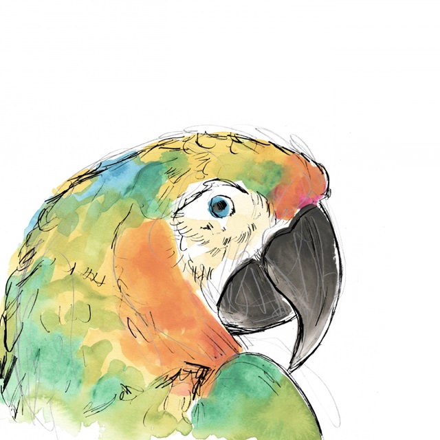 Tropical Bird Portrait IV