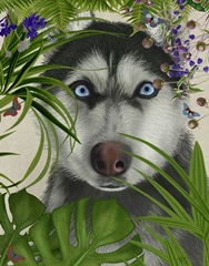 Tropical Husky