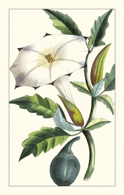 Turpin Exotic Botanical I