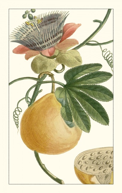Turpin Exotic Botanical III