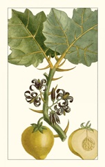 Turpin Exotic Botanical IV