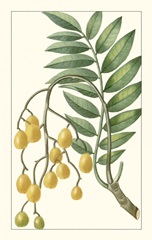 Turpin Exotic Botanical IX