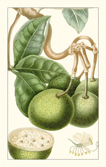 Turpin Exotic Botanical VI
