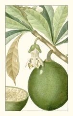 Turpin Exotic Botanical VIII