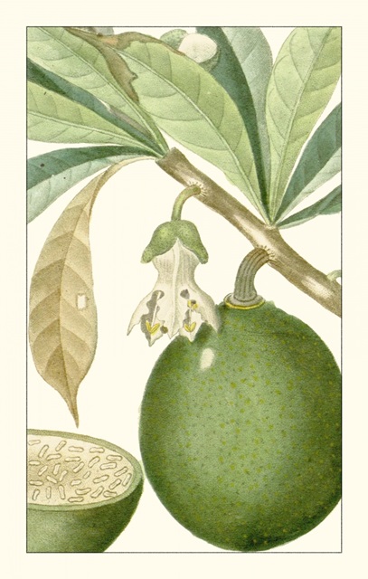 Turpin Exotic Botanical VIII