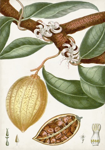 Turpin Tropical Fruit II