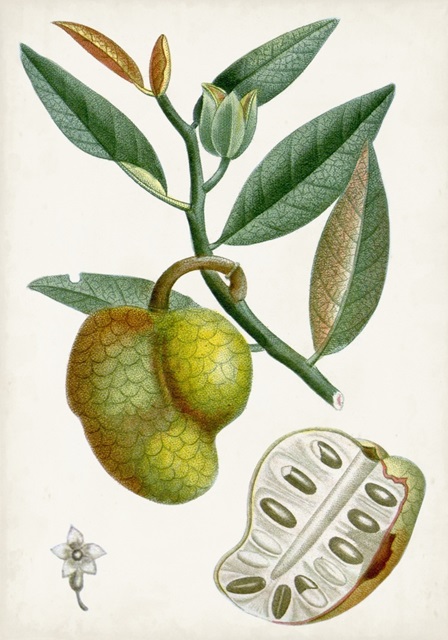 Turpin Tropical Fruit III