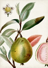 Turpin Tropical Fruit IX