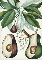 Turpin Tropical Fruit V