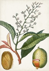 Turpin Tropical Fruit X