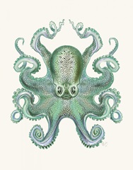 Turquoise Octopus and Squid a