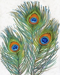 Vivid Peacock Feathers II