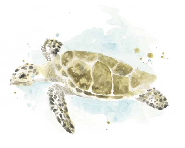 Watercolor Sea Turtle Study II