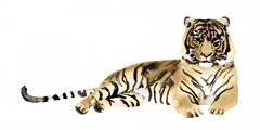 Watercolor Tiger II