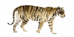 Watercolor Tiger IV