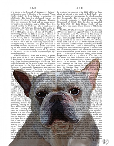 White French Bulldog Plain