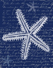 White Starfish on Blue a