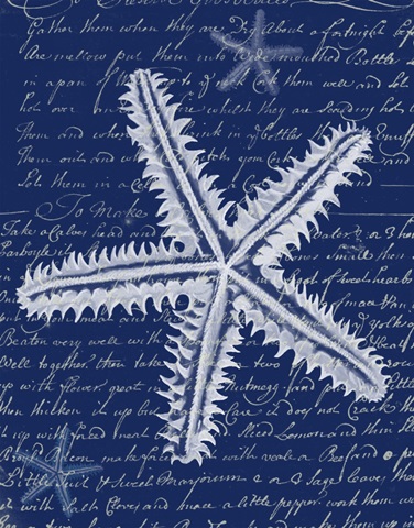 White Starfish on Blue a