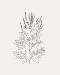 Wild Foliage Sketch II