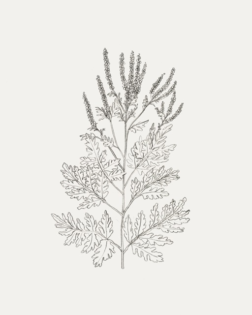 Wild Foliage Sketch II