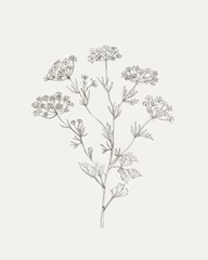 Wild Foliage Sketch III