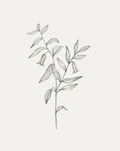 Wild Foliage Sketch IV