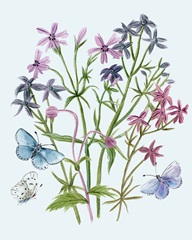 Wildflowers Arrangements II